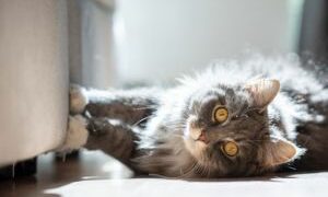 Cómo evitar que los gatos arañen los muebles según investigadores