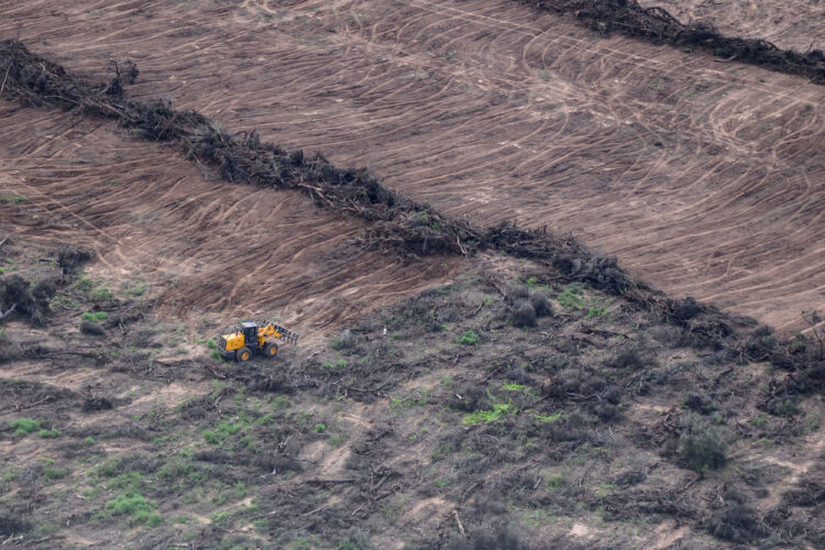 Preocupación por el aumento de los desmontes en el norte del país