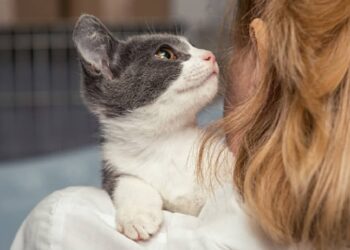 Cuánto tardan los gatos en olvidar a sus dueños