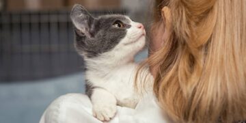 Cuánto tardan los gatos en olvidar a sus dueños