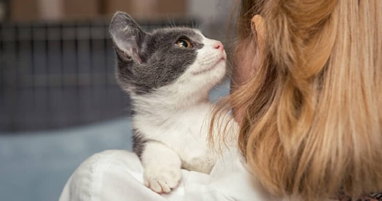 Por qué tener un gato como mascota puede mejorar la salud mental de sus dueños