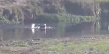 Video insólito: robó un auto, lo estrelló y cruzó el río nadando para huir de la Policía