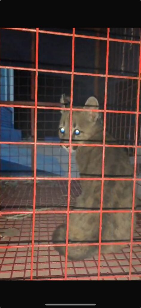 Así rescataron a un puma cachorro del patio de una casa en Cuesta Blanca