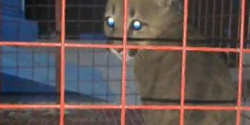 Así rescataron a un puma cachorro del patio de una casa en Cuesta Blanca