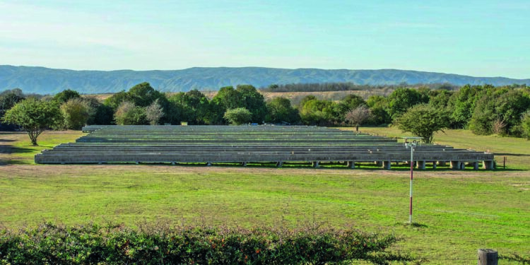 La delicada tarea de cultivar "oro rojo" en las sierras de Córdoba