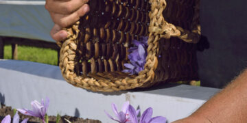La delicada tarea de cultivar «oro rojo» en las sierras de Córdoba