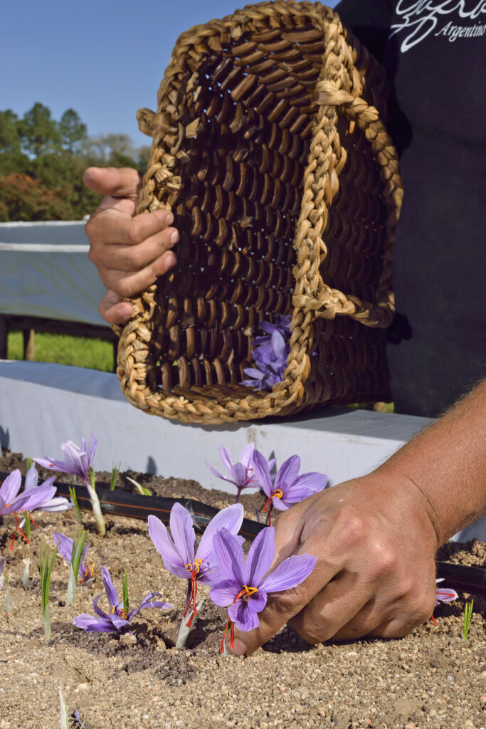 La delicada tarea de cultivar "oro rojo" en las sierras de Córdoba