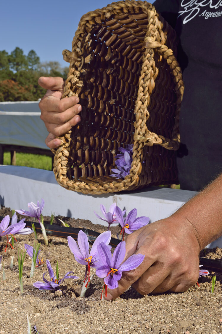 La delicada tarea de cultivar "oro rojo" en las sierras de Córdoba