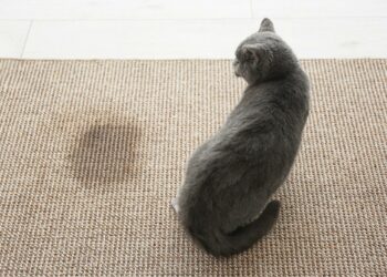 Los mejores tips para eliminar definitivamente el olor y las manchas de orina de gato