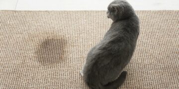 Los mejores tips para eliminar definitivamente el olor y las manchas de orina de gato