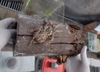 Allanaron un domicilio y encontraron 172 arañas, un escorpión y una serpiente