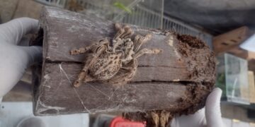 Allanaron un domicilio y encontraron 172 arañas, un escorpión y una serpiente