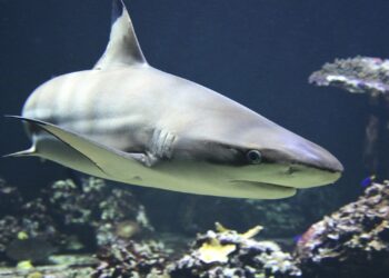 Detectaron a 13 tiburones que dieron positivo de cocaína en Río de Janeiro