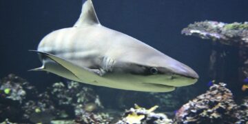 Detectaron a 13 tiburones que dieron positivo de cocaína en Río de Janeiro
