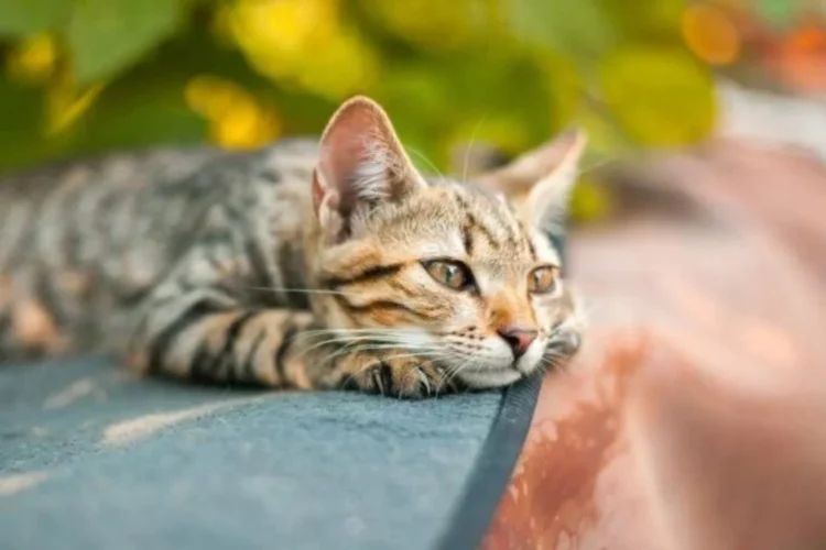 Pese a la creencia de que los gatos son solitarios, revelan que sufren por la muerte de otras mascotas