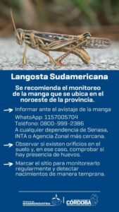 Alertan por un movimiento de mangas de langostas sudamericanas en Córdoba