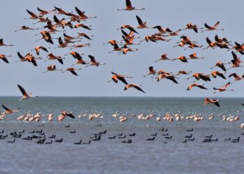 Realizaron el segundo censo aéreo de flamencos en la Laguna de Mar Chiquita