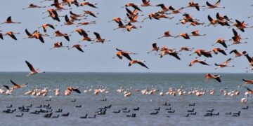 Realizaron el segundo censo aéreo de flamencos en la Laguna de Mar Chiquita