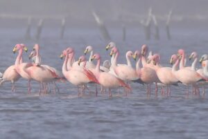 Realizaron el segundo censo aéreo de flamencos en la Laguna de Mar Chiquita