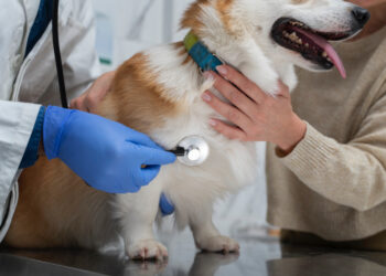 Las doce enfermedades poco comunes pero que pueden afectar severamente a los perros