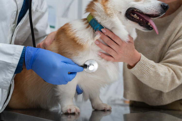 Las doce enfermedades poco comunes pero que pueden afectar severamente a los perros