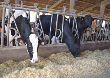 Milei eliminó las retenciones a los lácteos y bajó las de la carne