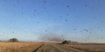 Alertan por un movimiento de mangas de langostas sudamericanas en Córdoba