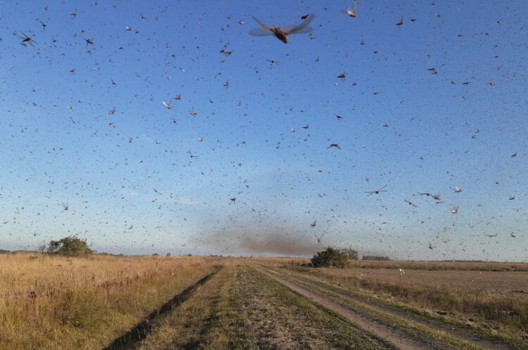 Alertan por un movimiento de mangas de langostas sudamericanas en Córdoba