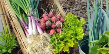 El programa «Huerta en Tu Hogar» distribuye 45.000 kits de semillas: quiénes podrán recibirlos