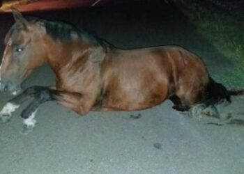 Una mujer murió tras chocar contra un caballo mientras andaba en moto en Santa Rosa de Calamuchita