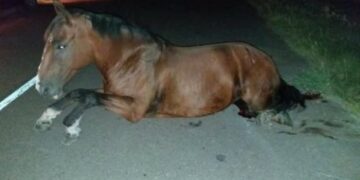 Una mujer murió tras chocar contra un caballo mientras andaba en moto en Santa Rosa de Calamuchita