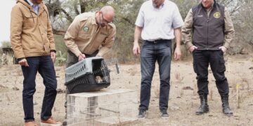 Liberaron aves recuperadas del cautiverio en Ascochinga