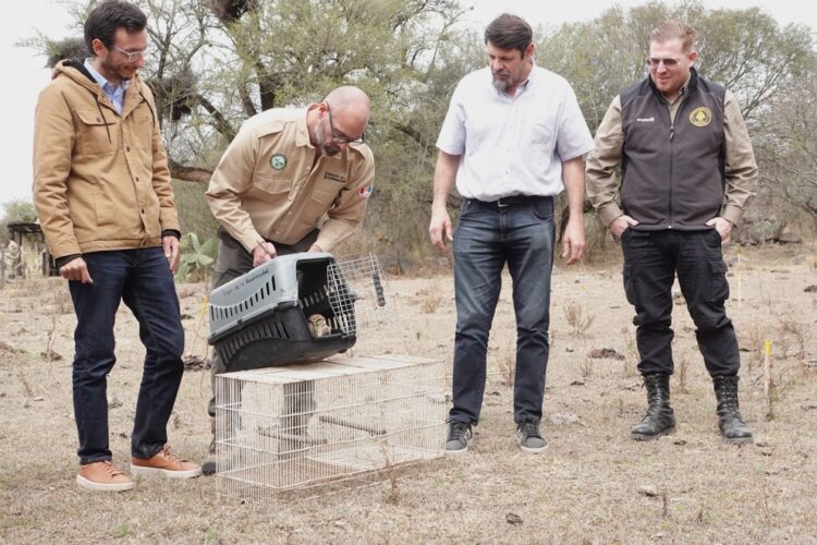 Liberaron aves recuperadas del cautiverio en Ascochinga