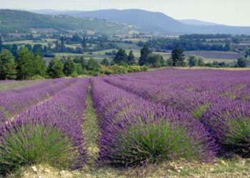 Villa General Belgrano recibe la primavera con un festival de lavandas