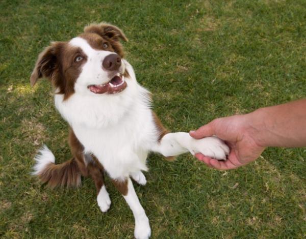 Enseñar trucos a los perros: consejos para un entrenamiento efectivo