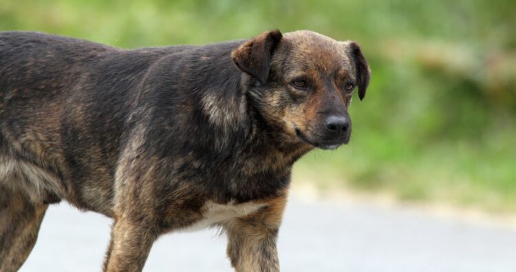 Un perro hizo caer a una mujer, se fracturó el tobillo y el dueño deberá pagar más de $2 millones