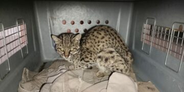 Un gato montés que escapó de los incendios fue rescatado del patio de una casa