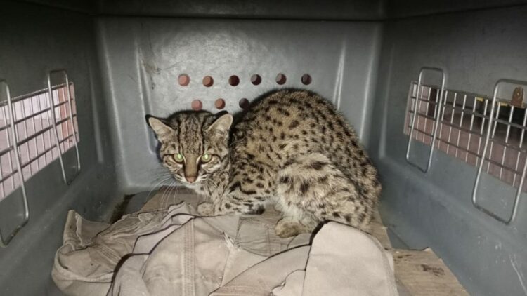 Un gato montés que escapó de los incendios fue rescatado del patio de una casa