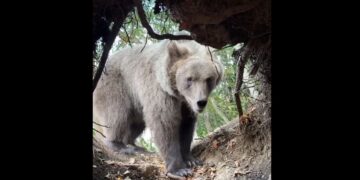 Entró a la cueva de un oso, el animal lo descubrió y logró filmar el momento
