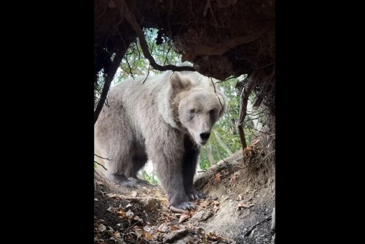 Entró a la cueva de un oso, el animal lo descubrió y logró filmar el momento