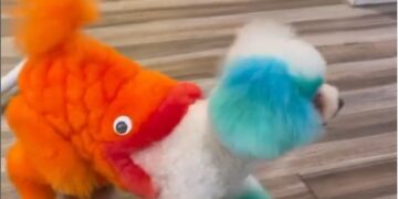 Un estilista canino convierte a los perros en personajes de fantasía