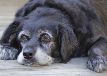 Cinco consejos para cuidar y mejorar la salud de mascotas de edad avanzada