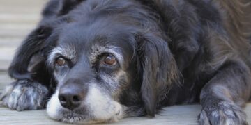 Cinco consejos para cuidar y mejorar la salud de mascotas de edad avanzada