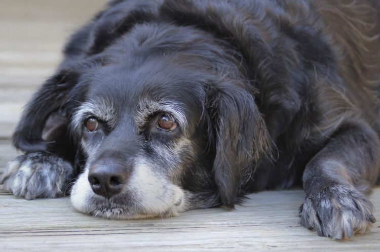 Cinco consejos para cuidar y mejorar la salud de mascotas de edad avanzada