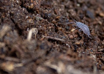 La calidad del suelo disminuye con las prácticas agrícolas