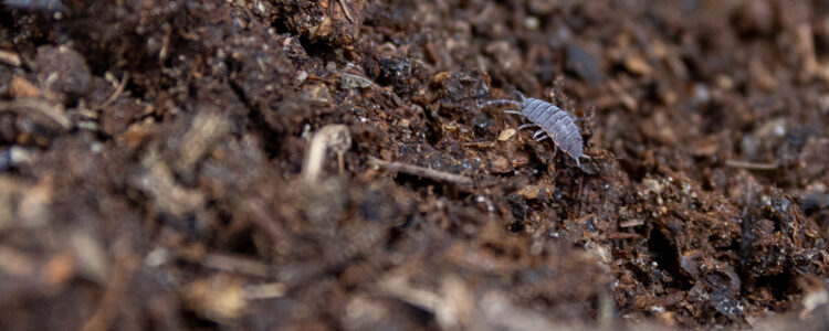 La calidad del suelo disminuye con las prácticas agrícolas