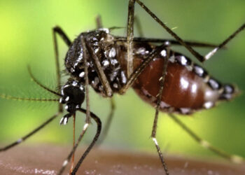 El Ministerio de Salud de Córdoba informó la detección de dos casos de dengue en la Provincia