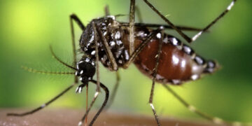 El Ministerio de Salud de Córdoba informó la detección de dos casos de dengue en la Provincia