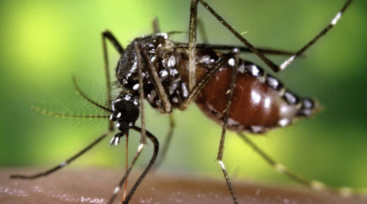 El Ministerio de Salud de Córdoba informó la detección de dos casos de dengue en la Provincia