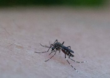 Récord de dengue: la UNC debatió sobre modelos predictivos para abordar la epidemia